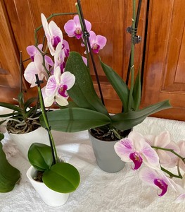 Lot of 6 Live Orchid Potted Plants