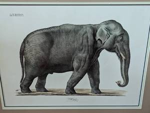 Framed Elephant and Rhinoceros Prints