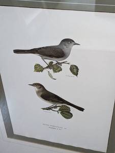 Pair of Framed Decorative Bird Prints