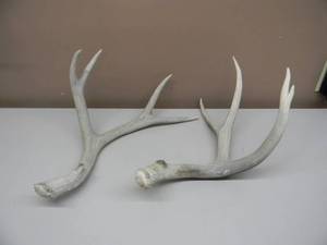 lot 57 image: DEER ANTLER SET - NICE CONDITION - SEE PICTURES