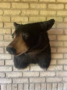 lot 23 image: VINTAGE MOUNTED BEAR HEAD AND SHOULDERS