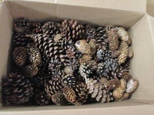 lot 71 image: box of pinecones ...