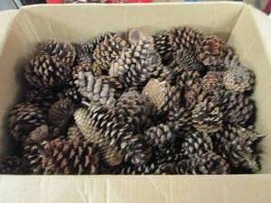 lot 72 image: box of pinecones ...
