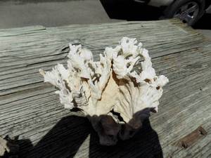 Large lot of coral and shells