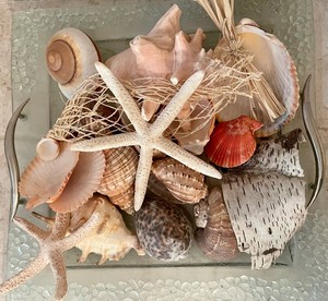 lot 20 image: Seashells