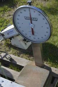 lot 46 image: Hobart 200 lb 2 oz dial scale