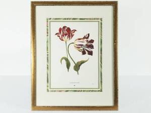 lot 20 image: Study of Tulips Print