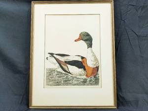 lot 24 image: Peter Pallou Aquatint Print of Mallard Duck