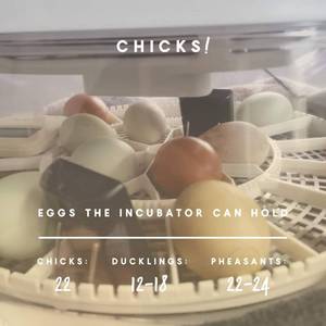 lot 43 image: Manna Pro Harris Farms Nurture Right Egg Incubator