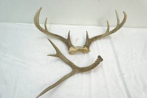 deer antlers