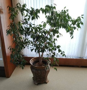 Large Indoor Fig Plant With Planter