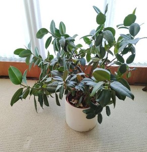 Large Indoor Rubber Tree Plant With Planter