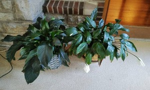 Pair of Lily Plants With Planters