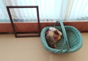 Basket, Doll And Frame