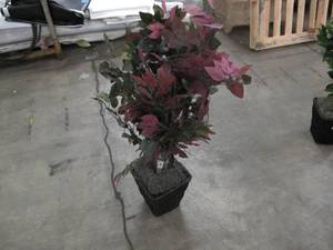 lot 783 image: Vickerman Everyday 4 Artificial Capensia Bush in a Rattan Basket - Lifelike Home Office Decor - Faux Indoor Potted Bush