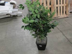 lot 784 image: Vickerman Everyday 4 Artificial Mini Ficus Extra Full Bush In A Rattan Basket - Realistic Indoor Greenery Decor - Faux Potted Decoration For Home Or Office Accent