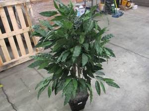 lot 785 image: Vickerman Everyday 4 Indoor Artificial Mango Executive Tree - Real Dragonwood Trunks - Rattan Wicker Pot - Maintenance Free