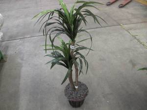 lot 786 image: Vickerman Everyday 4 Artificial Marginata Executive in a Rattan Wicker Pot - Real Dragonwood Trunks - Lifelike Home Office Decor - Faux Indoor Potted Tree