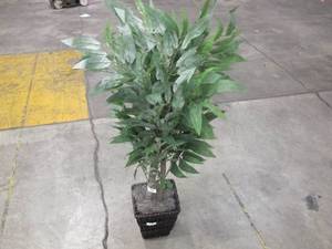 lot 789 image: Vickerman Everyday 4 Indoor Artificial Mango Executive Tree - Real Dragonwood Trunks - Square Wicker Pot - Maintenance Free