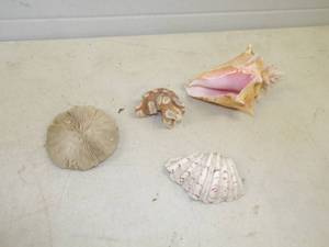 Sea Shells