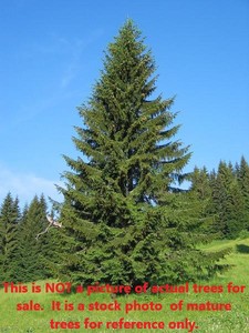 1.5 - 2 foot Norway Spruce Lot of 1