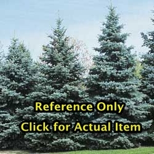 1.5 - 2 foot Colorado Blue Spruce Lot of 1