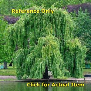 1.5 foot Weeping Willow