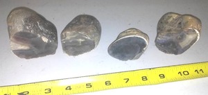 4 Fabulous Rocks � Some Fossils