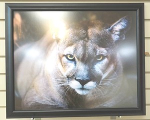 lot 142 image: framed bob-cat photo