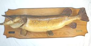 lot 214 image: mounted Northern Pike 41 long