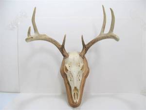 lot 37 image: Genuine Whitetail Deer Skull Mount