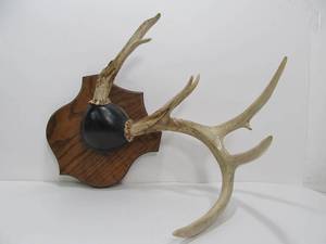 lot 38 image: Genuine Whitetail Deer Non- Typical Antler Mount