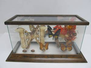 lot 94 image: Lovely Vintage Genuine Butterfly Specimens wGlass Display Case - Yellow Birdwing