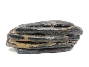lot 4 image: Genuine Fossilized Mammoth Tooth