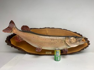 lot 312 image: Excellent Large 41 Muskie Taxidermy Mount