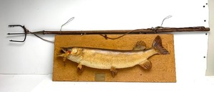 lot 311 image: Large Vintage Northern Taxidermy Mount wOld Fishing Spear & Lures