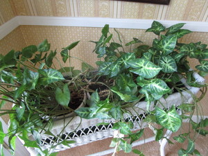 Houseplants - Arrowhead