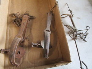 Pan Traps