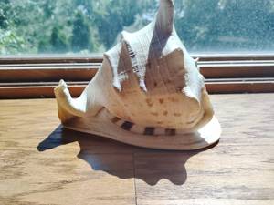 Shell