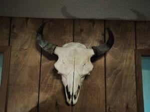 Skull and Horns