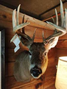 Mounted Buck