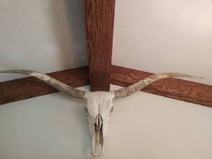 Longhorn Skull
