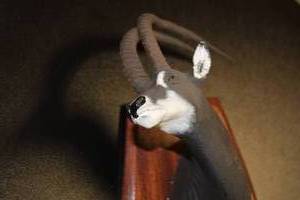 Sable Mount  Made In Kenya - Terence Owen Mathews