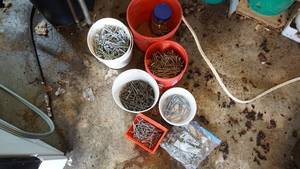 lot 31 image: Various lot of screws with the longest measuring 3 inches