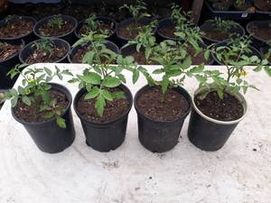 4 Tomato Plants