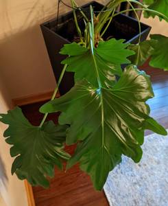 Potted Houseplant