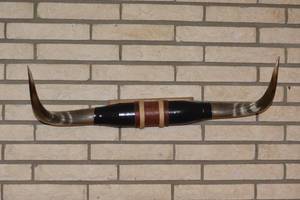 lot 151 image: Mounted bull horns