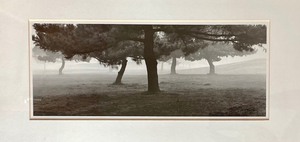 lot 52 image: Nice Framed Nature Print