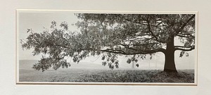 lot 51 image: Fabulous Framed Tree Art Print