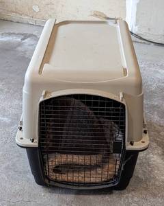 lot 137 image: Large Pet Kennel